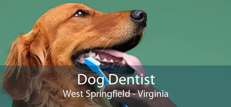 Dog Dentist West Springfield - Virginia