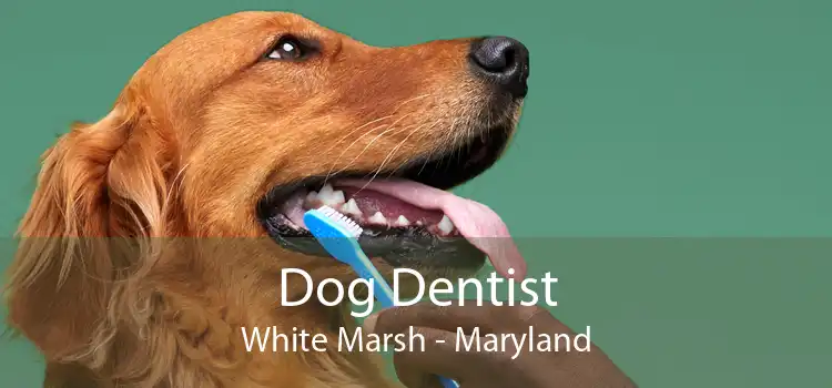 Dog Dentist White Marsh - Maryland