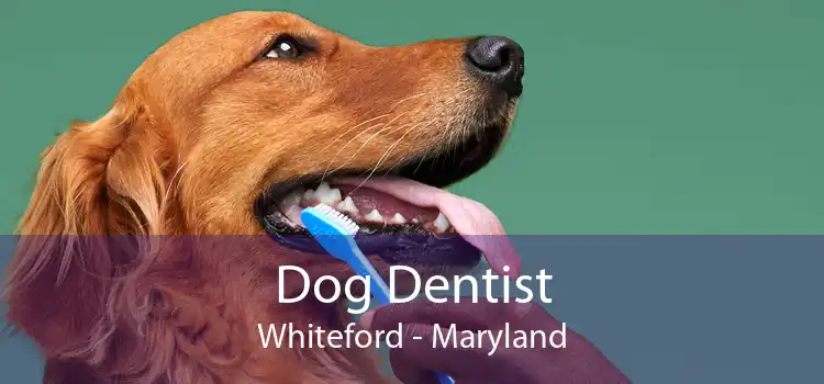 Dog Dentist Whiteford - Maryland