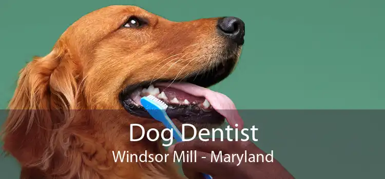 Dog Dentist Windsor Mill - Maryland