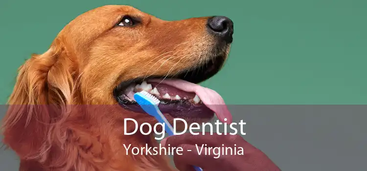 Dog Dentist Yorkshire - Virginia