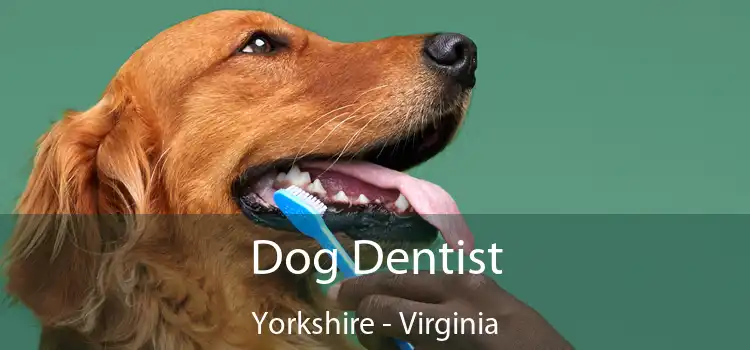 Dog Dentist Yorkshire - Virginia