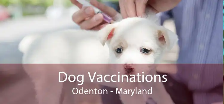 Dog Vaccinations Odenton - Maryland