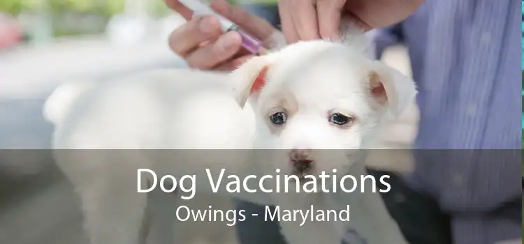 Dog Vaccinations Owings - Maryland