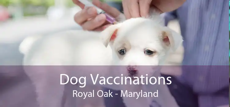 Dog Vaccinations Royal Oak - Maryland
