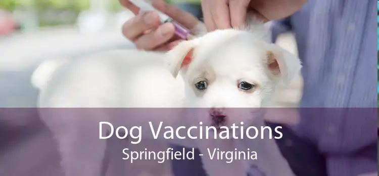 Dog Vaccinations Springfield - Virginia