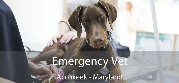 Emergency Vet Accokeek - Maryland