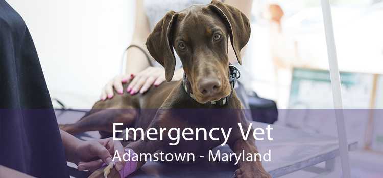 Emergency Vet Adamstown - Maryland