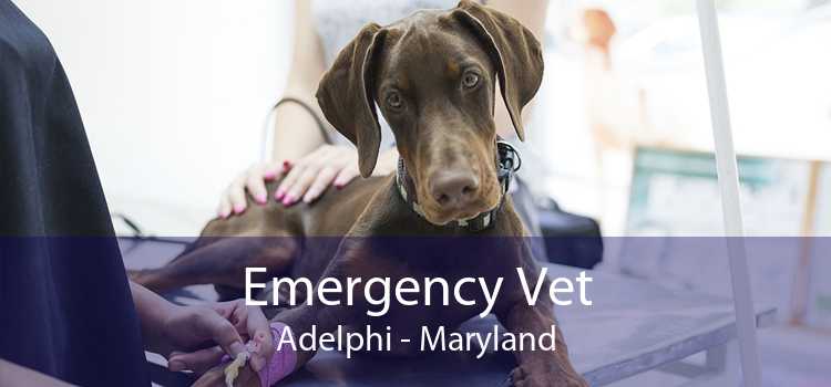 Emergency Vet Adelphi - Maryland