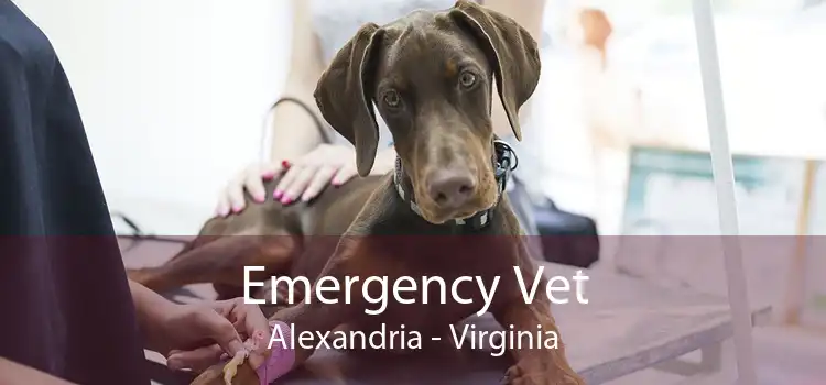 Emergency Vet Alexandria - Virginia