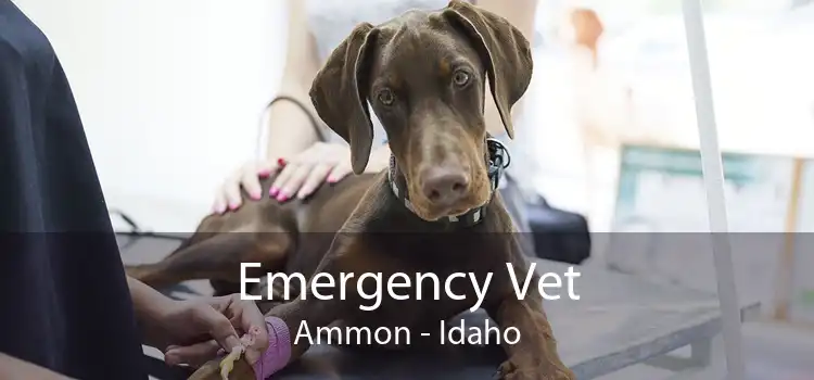 Emergency Vet Ammon - Idaho