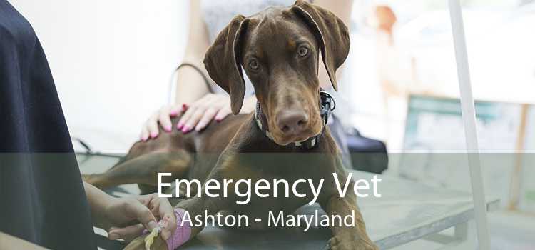 Emergency Vet Ashton - Maryland