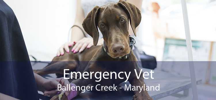Emergency Vet Ballenger Creek - Maryland