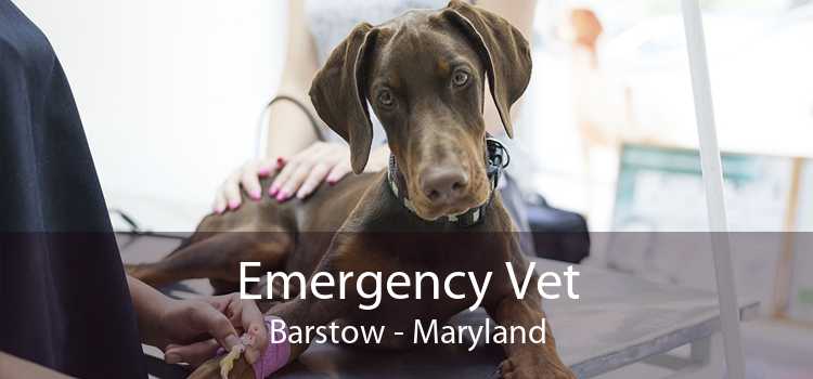 Emergency Vet Barstow - Maryland