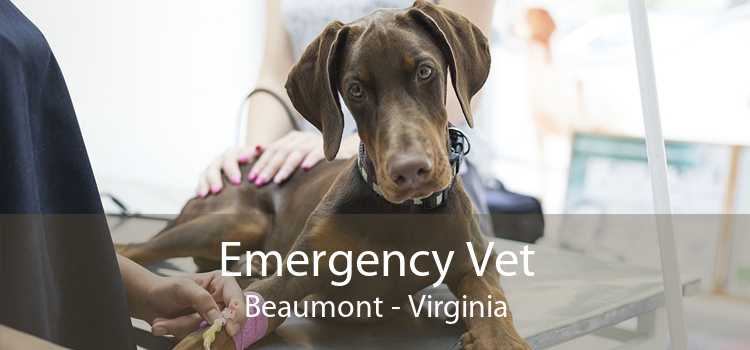 Emergency Vet Beaumont - Virginia