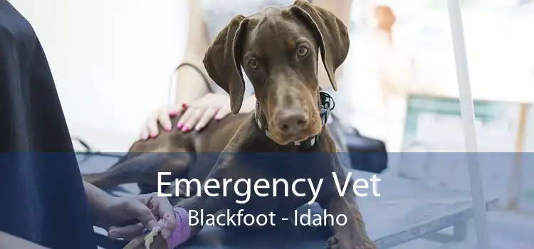 Emergency Vet Blackfoot - Idaho