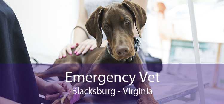 Emergency Vet Blacksburg - Virginia