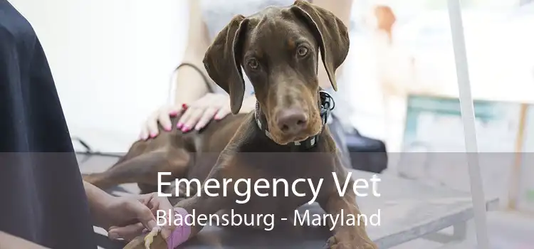 Emergency Vet Bladensburg - Maryland