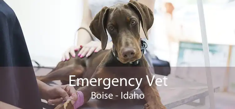 Emergency Vet Boise - Idaho