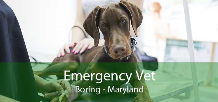 Emergency Vet Boring - Maryland