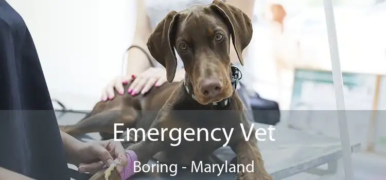 Emergency Vet Boring - Maryland
