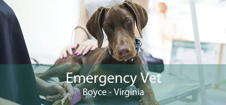 Emergency Vet Boyce - Virginia