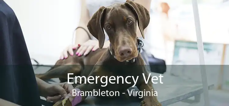 Emergency Vet Brambleton - Virginia
