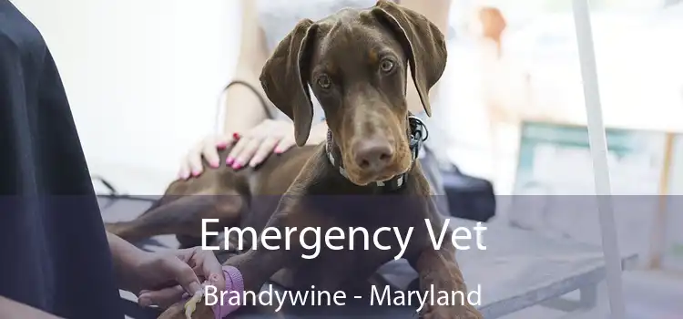 Emergency Vet Brandywine - Maryland