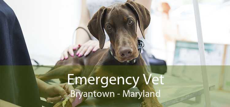 Emergency Vet Bryantown - Maryland