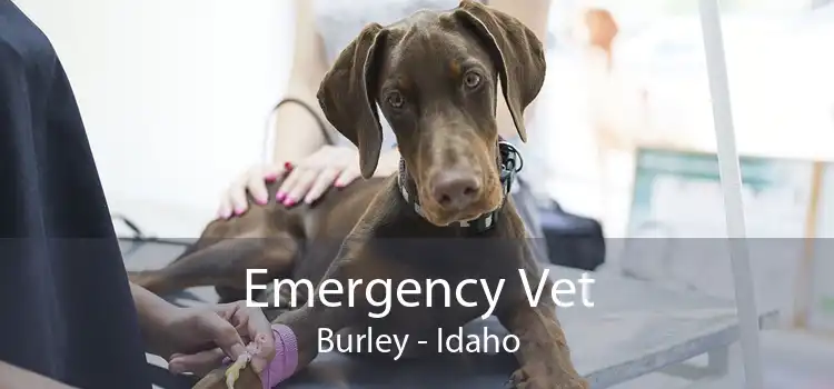 Emergency Vet Burley - Idaho