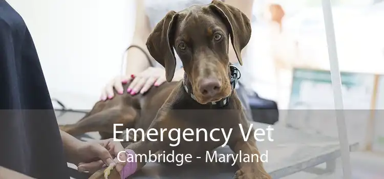 Emergency Vet Cambridge - Maryland