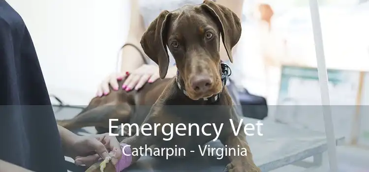 Emergency Vet Catharpin - Virginia