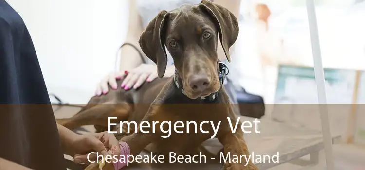 Emergency Vet Chesapeake Beach - Maryland
