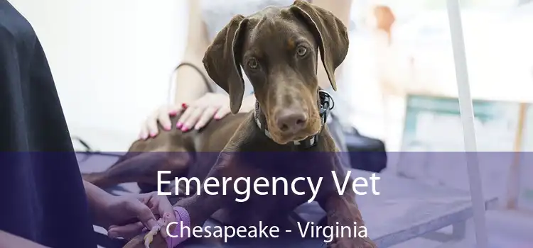 Emergency Vet Chesapeake - Virginia