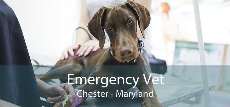 Emergency Vet Chester - Maryland