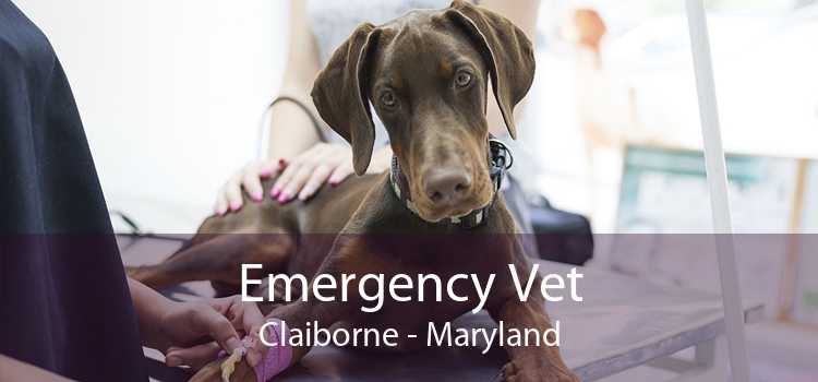 Emergency Vet Claiborne - Maryland