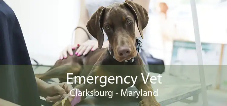 Emergency Vet Clarksburg - Maryland