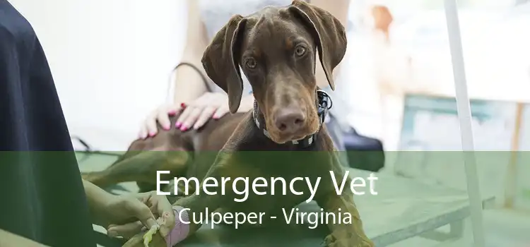 Emergency Vet Culpeper - Virginia