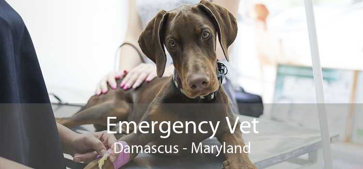 Emergency Vet Damascus - Maryland