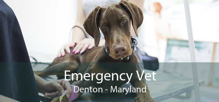 Emergency Vet Denton - Maryland