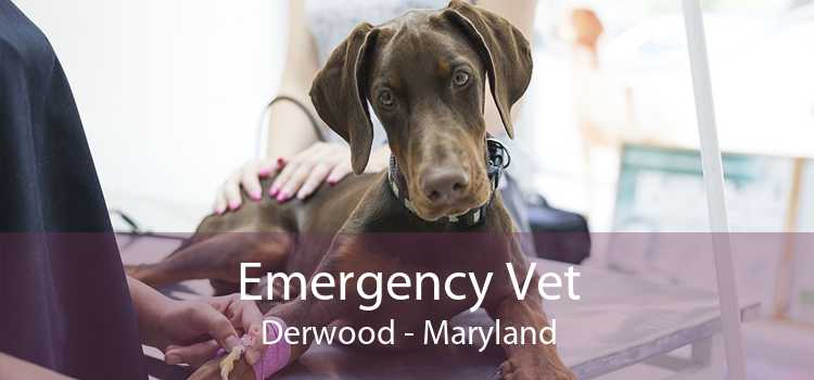 Emergency Vet Derwood - Maryland