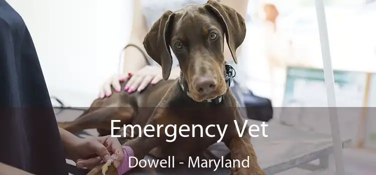 Emergency Vet Dowell - Maryland
