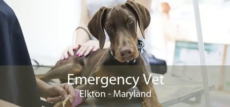 Emergency Vet Elkton - Maryland