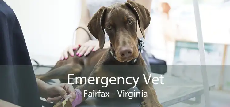 Emergency Vet Fairfax - Virginia
