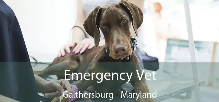 Emergency Vet Gaithersburg - Maryland