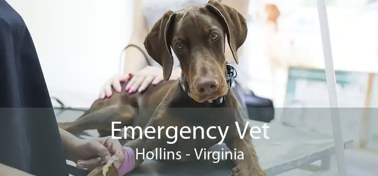 Emergency Vet Hollins - Virginia