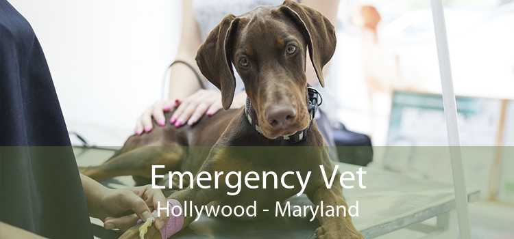 Emergency Vet Hollywood - Maryland