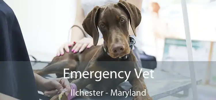 Emergency Vet Ilchester - Maryland