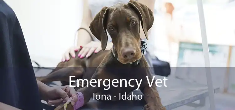 Emergency Vet Iona - Idaho