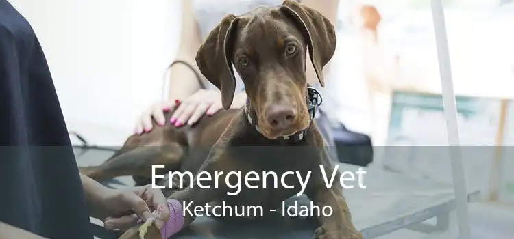 Emergency Vet Ketchum - Idaho